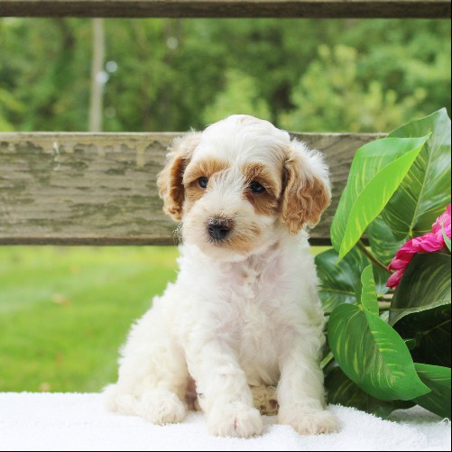 puppy, for, sale, Cavapoo, Daniel J. Stoltzfoos, dog, breeder, Coatesville, PA, dog-breeder, puppy-for-sale, forsale, nearby, find, puppyfind, locator, puppylocator, aca