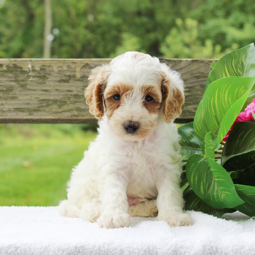 puppy, for, sale, Cavapoo, Daniel J. Stoltzfoos, dog, breeder, Coatesville, PA, dog-breeder, puppy-for-sale, forsale, nearby, find, puppyfind, locator, puppylocator, aca