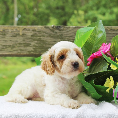 puppy, for, sale, Cavapoo, Daniel J. Stoltzfoos, dog, breeder, Coatesville, PA, dog-breeder, puppy-for-sale, forsale, nearby, find, puppyfind, locator, puppylocator, aca