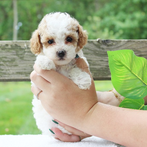 puppy, for, sale, Cavapoo, Daniel J. Stoltzfoos, dog, breeder, Coatesville, PA, dog-breeder, puppy-for-sale, forsale, nearby, find, puppyfind, locator, puppylocator, aca