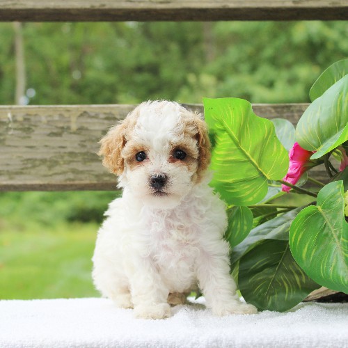 puppy, for, sale, Cavapoo, Daniel J. Stoltzfoos, dog, breeder, Coatesville, PA, dog-breeder, puppy-for-sale, forsale, nearby, find, puppyfind, locator, puppylocator, aca