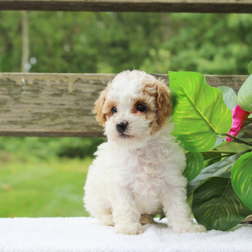 puppy, for, sale, Cavapoo, Daniel J. Stoltzfoos, dog, breeder, Coatesville, PA, dog-breeder, puppy-for-sale, forsale, nearby, find, puppyfind, locator, puppylocator, aca