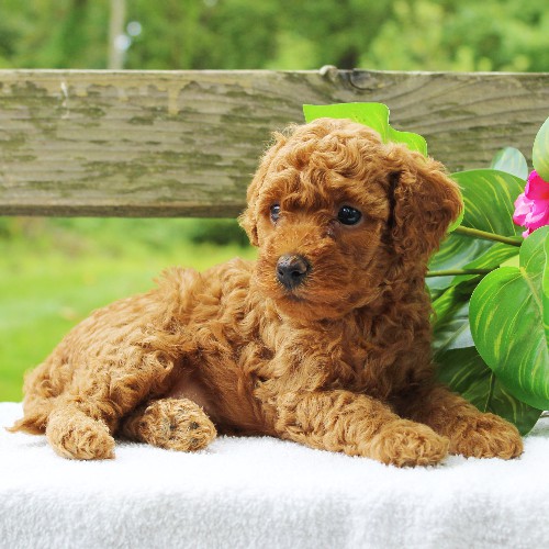 puppy, for, sale, Cavapoo, Daniel J. Stoltzfoos, dog, breeder, Coatesville, PA, dog-breeder, puppy-for-sale, forsale, nearby, find, puppyfind, locator, puppylocator, aca