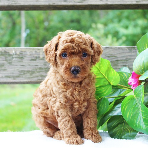 puppy, for, sale, Cavapoo, Daniel J. Stoltzfoos, dog, breeder, Coatesville, PA, dog-breeder, puppy-for-sale, forsale, nearby, find, puppyfind, locator, puppylocator, aca