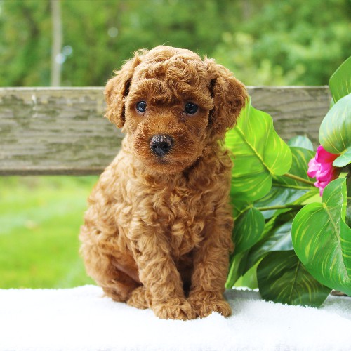 puppy, for, sale, Cavapoo, Daniel J. Stoltzfoos, dog, breeder, Coatesville, PA, dog-breeder, puppy-for-sale, forsale, nearby, find, puppyfind, locator, puppylocator, aca