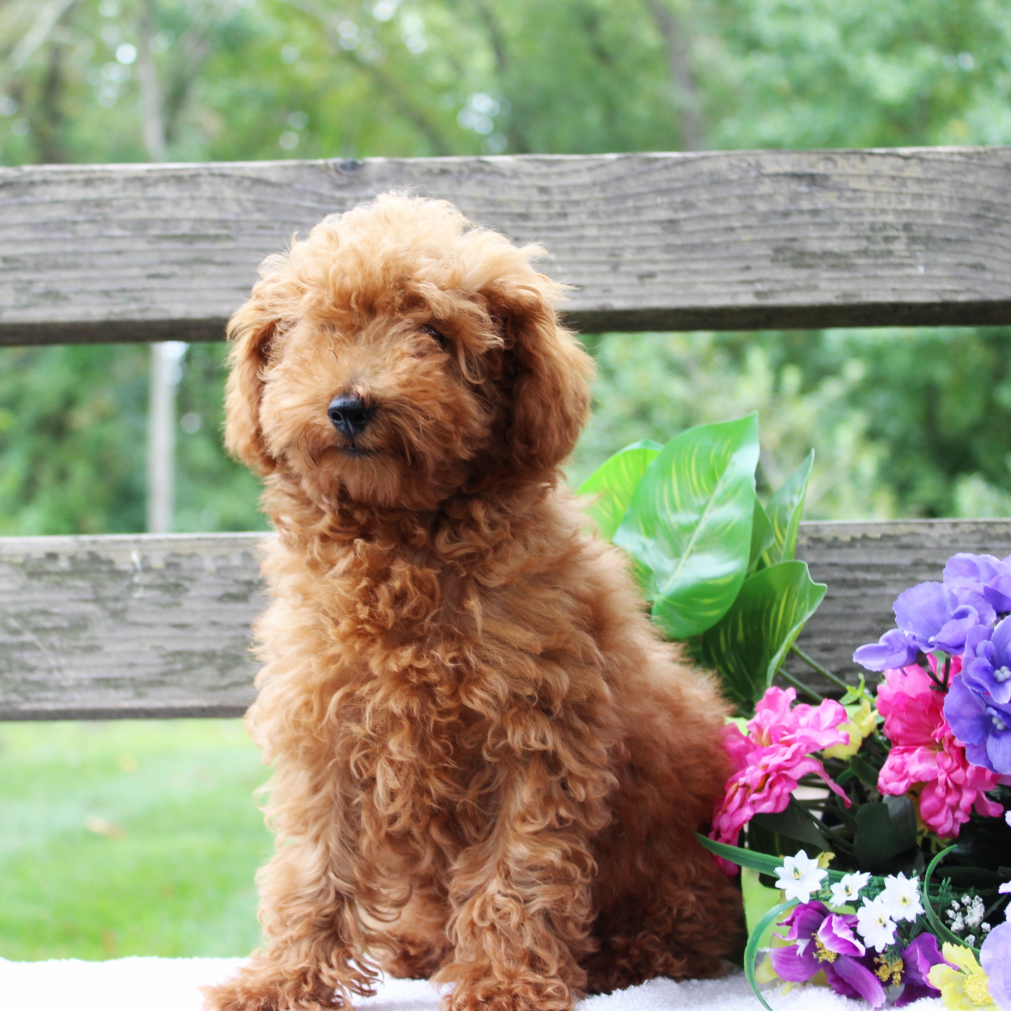 puppy, for, sale, Toy Poodle, Daniel J. Stoltzfoos, dog, breeder, Coatesville, PA, dog-breeder, puppy-for-sale, forsale, nearby, find, puppyfind, locator, puppylocator, aca